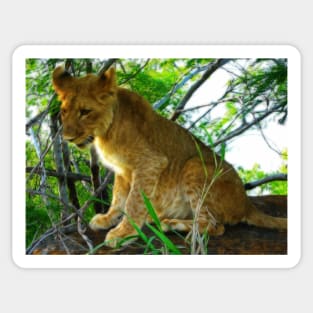 Lion Cub, Zambezi National Park, Zimbabwe Sticker